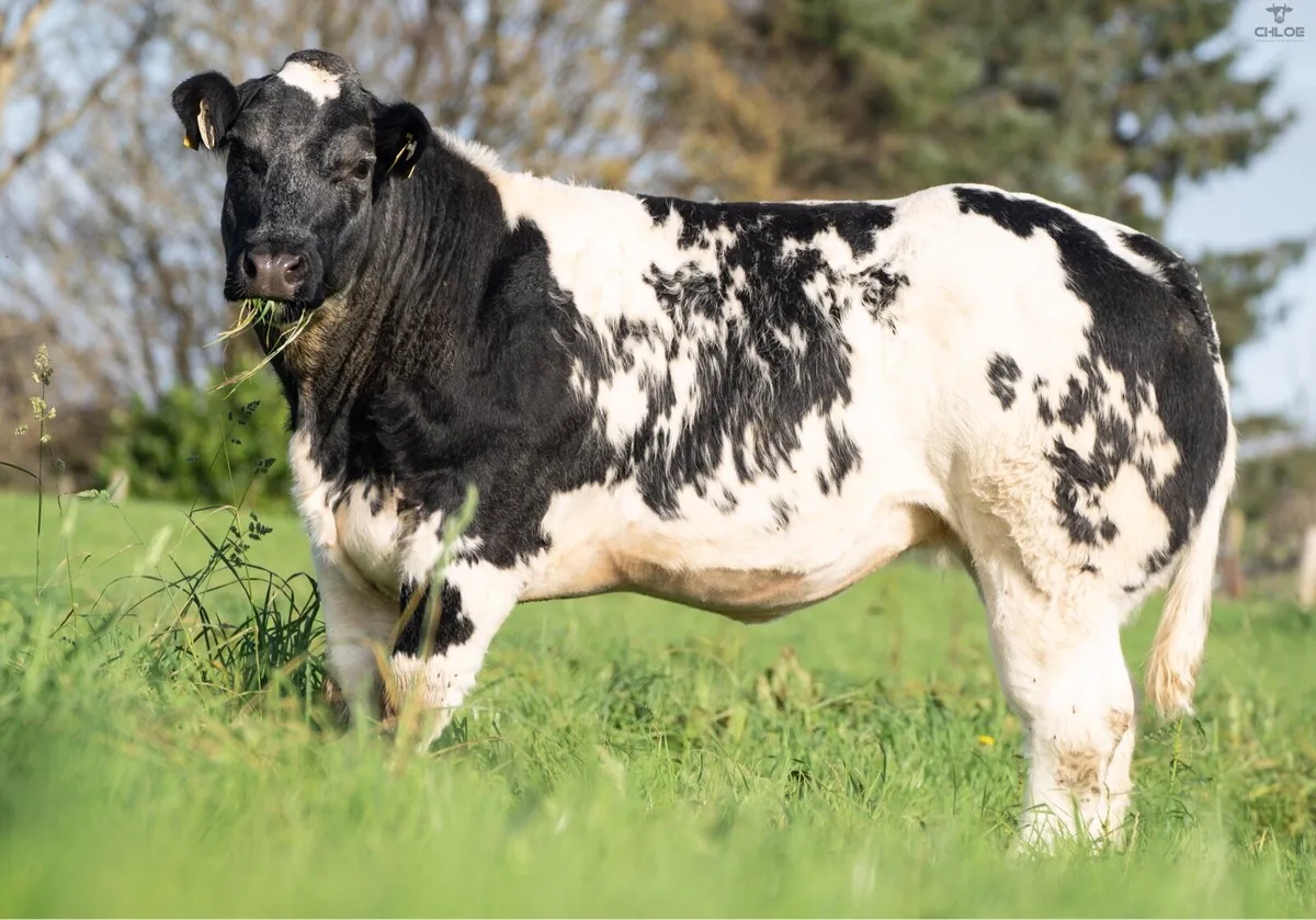 Breeding Heifers for balla mart  Friday 24th - Image 1