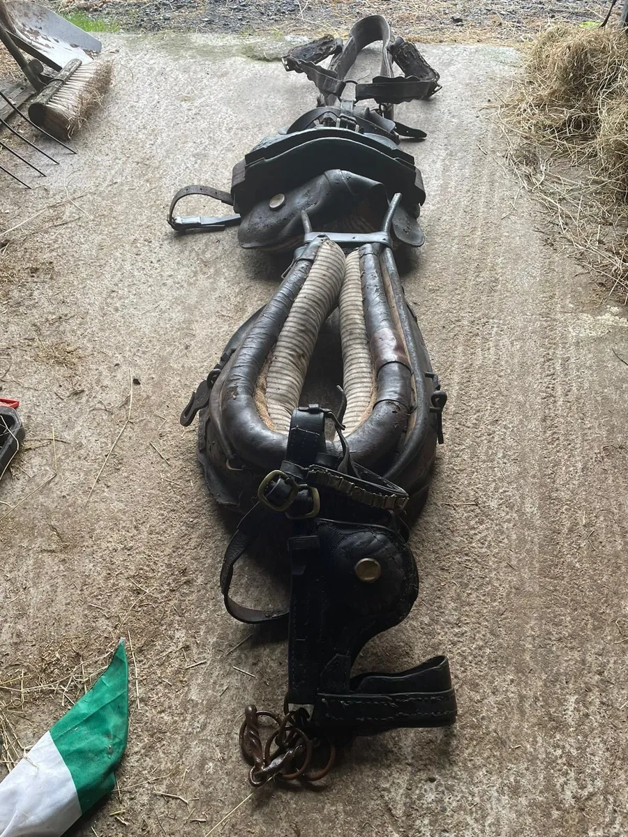 Harness for sale - Image 2