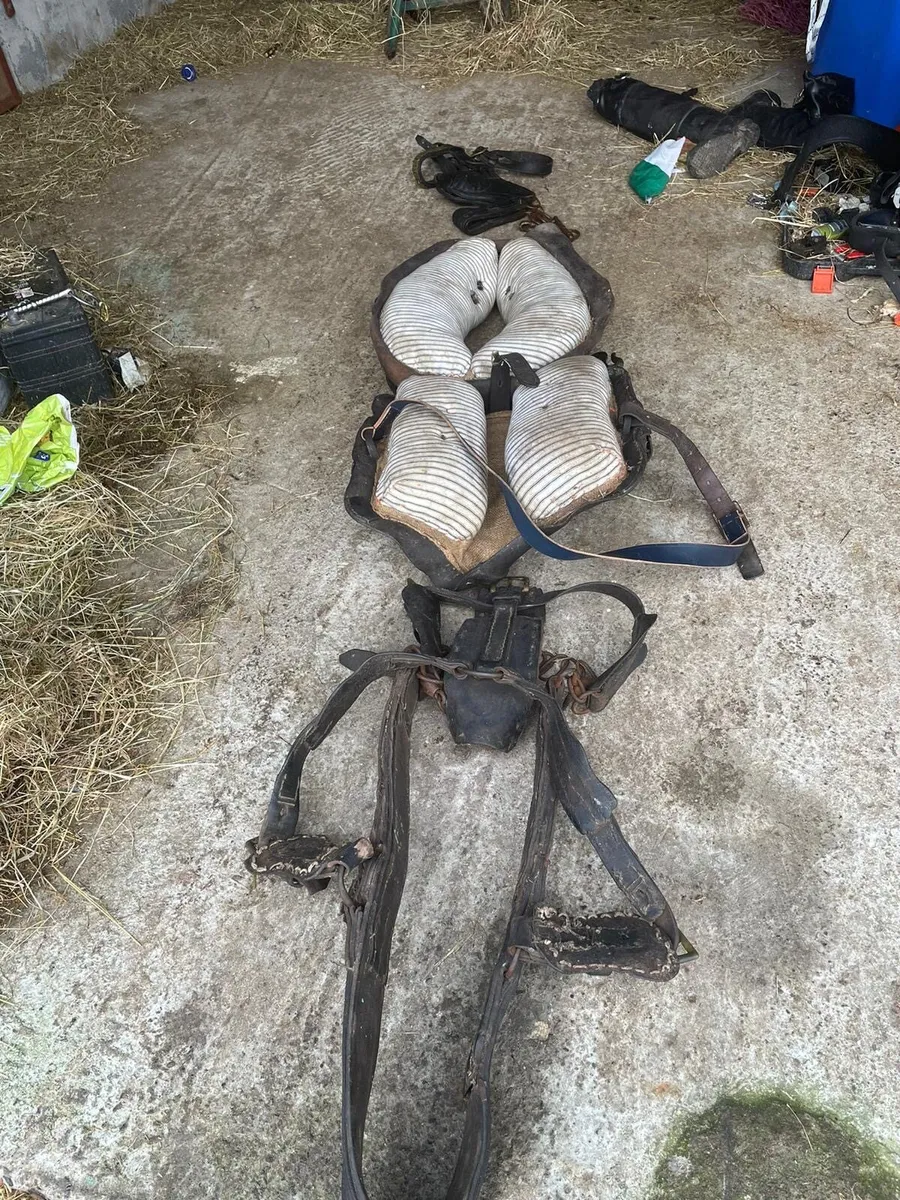 Harness for sale - Image 3