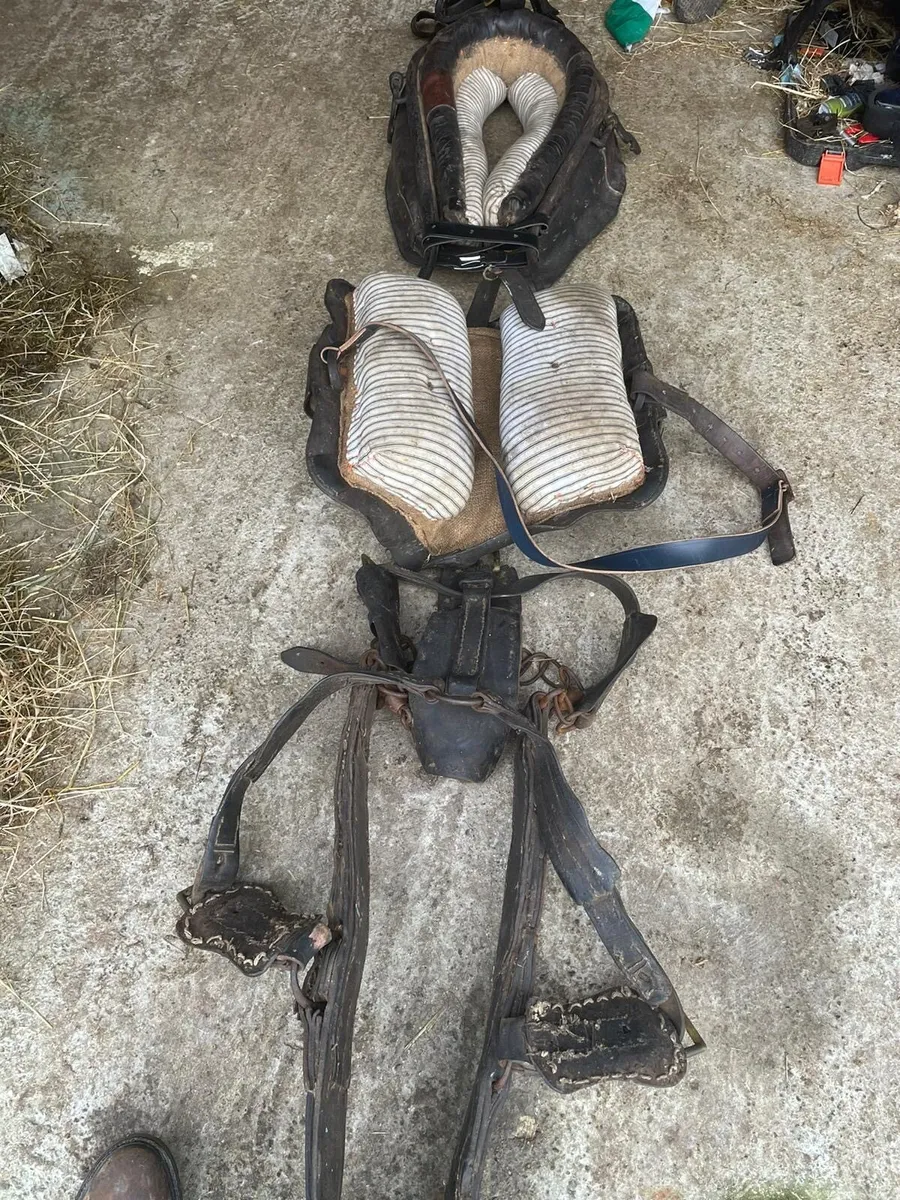 Harness for sale - Image 4