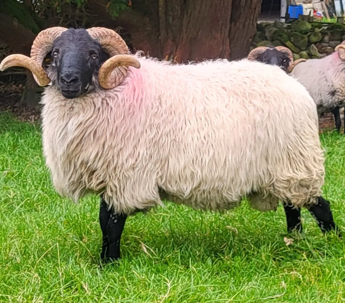 Mayo Blackface Hogget Ram - Image 1