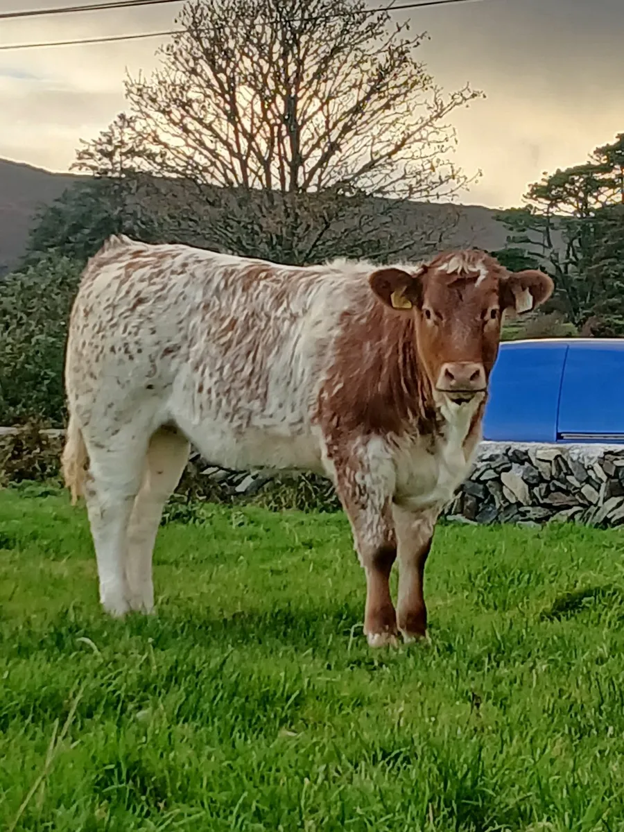 Heifer - Image 1