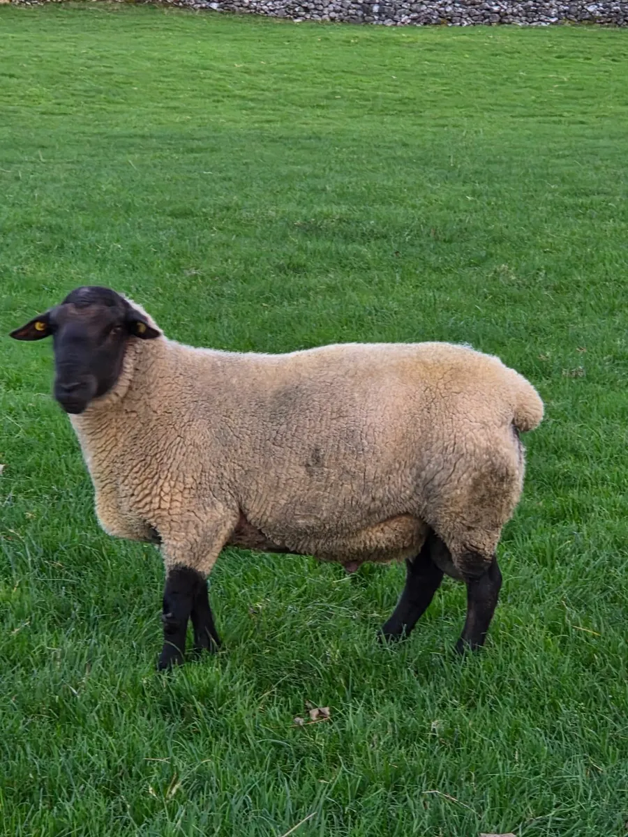 Suffolk Rams - Image 2