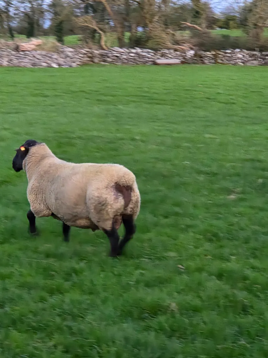 Suffolk Rams - Image 3