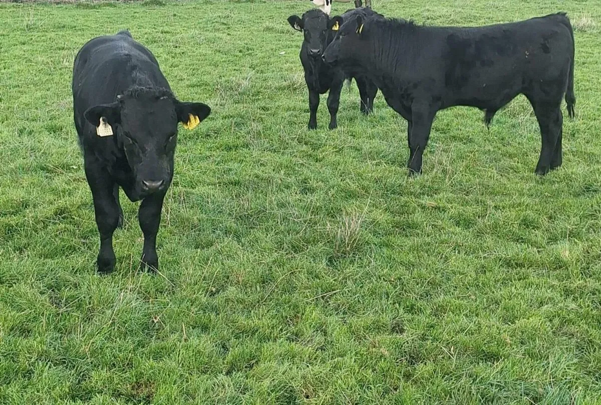 Organic Weanlings - Image 1