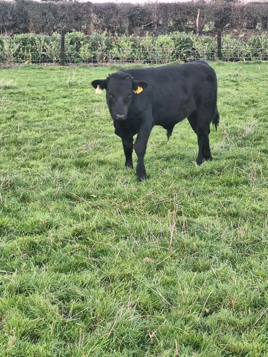 Organic Weanlings - Image 2