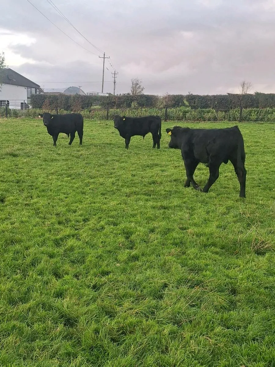 Organic Weanlings - Image 3