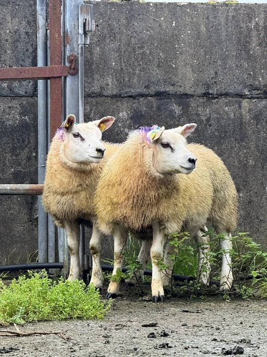 Organic PBNR Texel & Texel Cross ewe lambs - Image 2