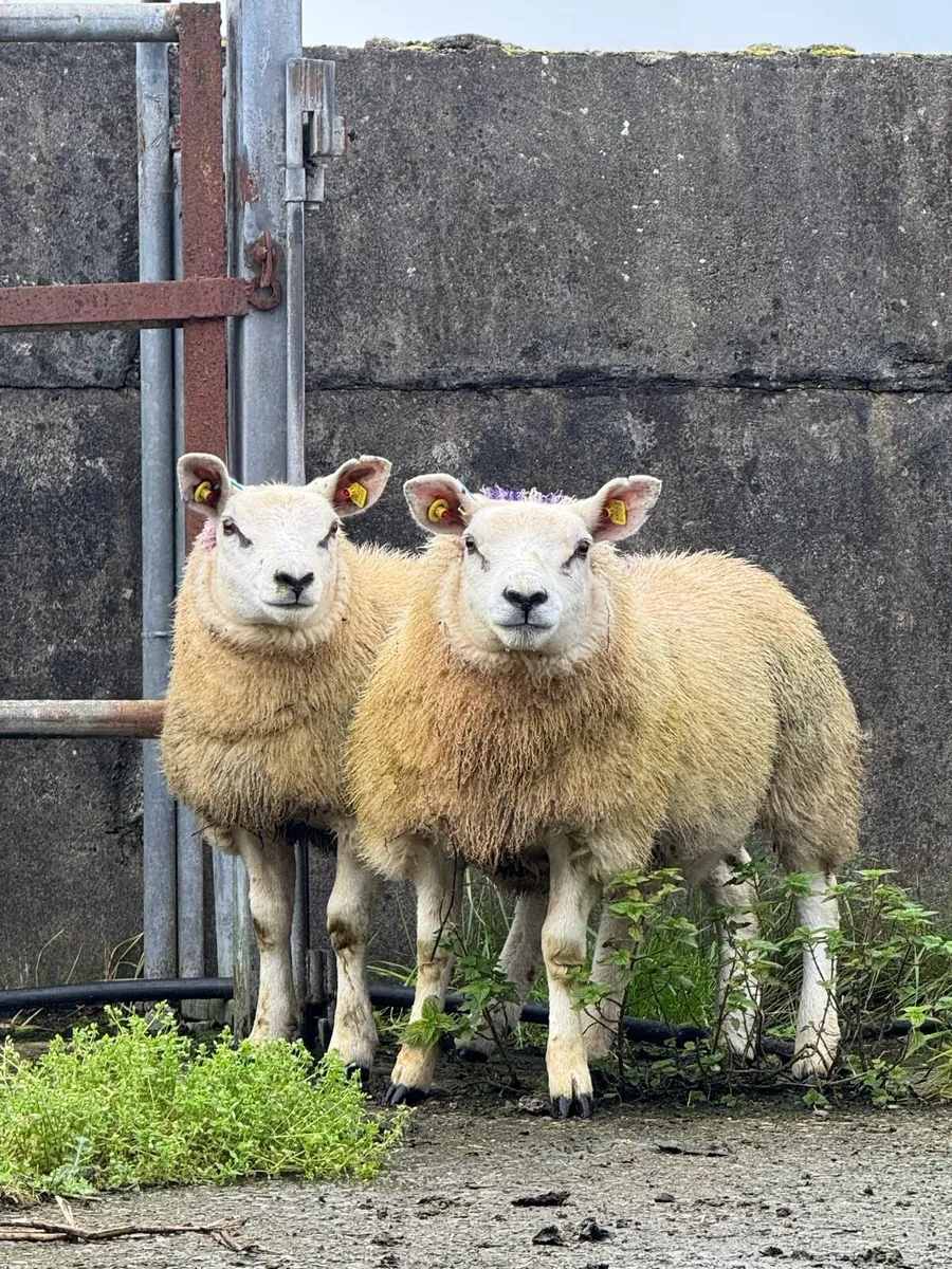 Organic PBNR Texel & Texel Cross ewe lambs - Image 1