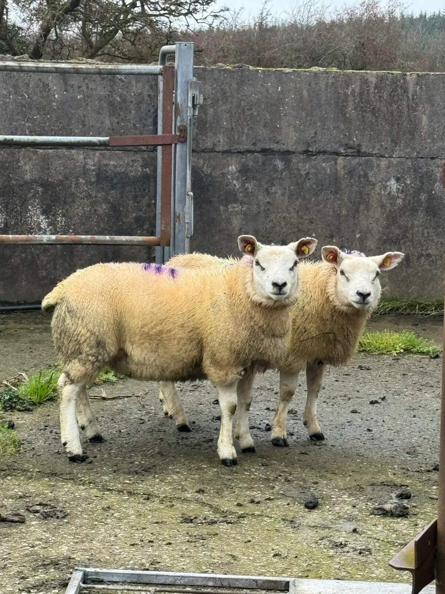 Organic PBNR Texel & Texel Cross ewe lambs - Image 3