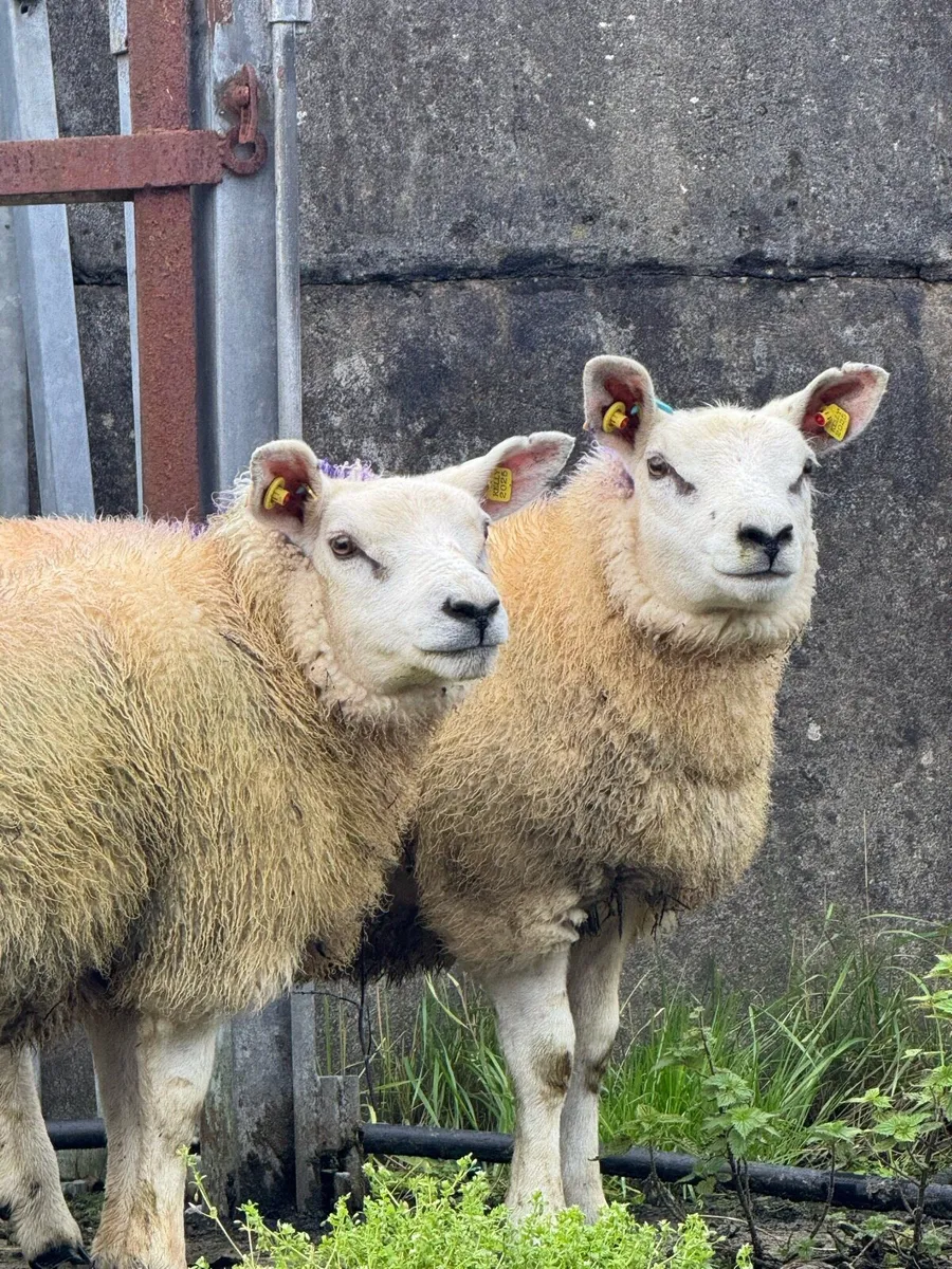 Organic PBNR Texel & Texel Cross ewe lambs - Image 4