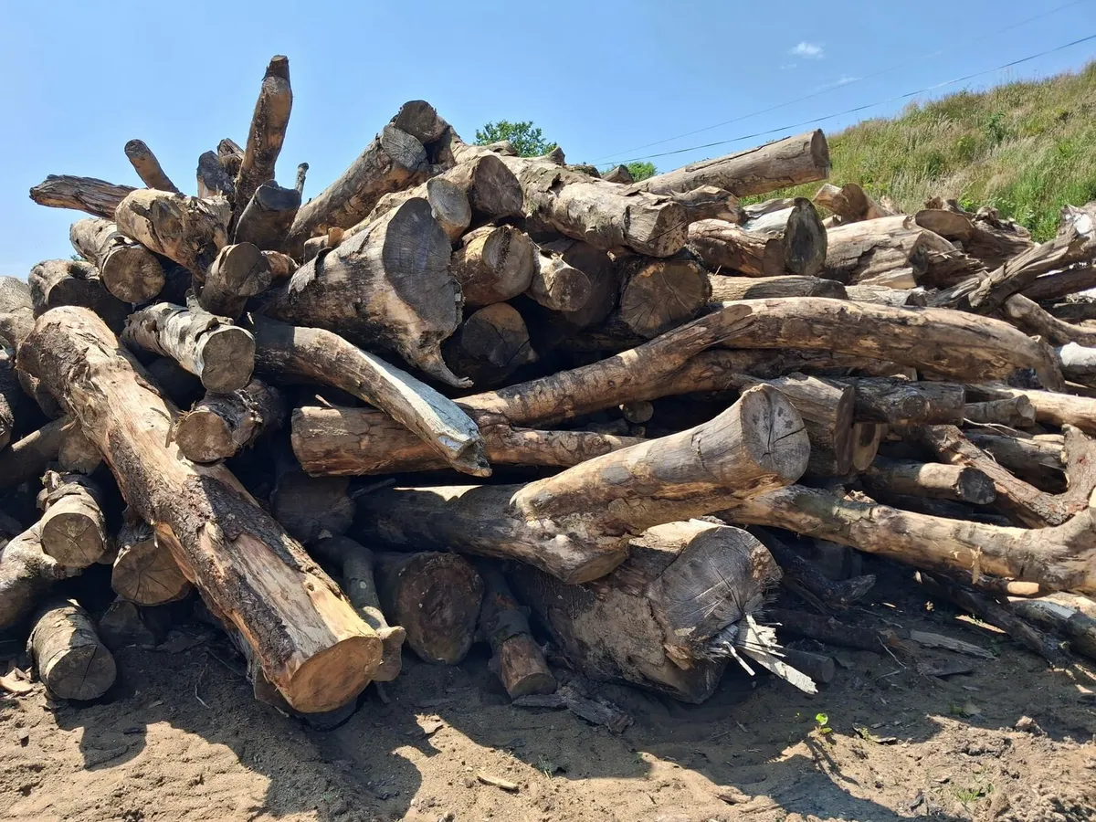 Firewood - Image 1