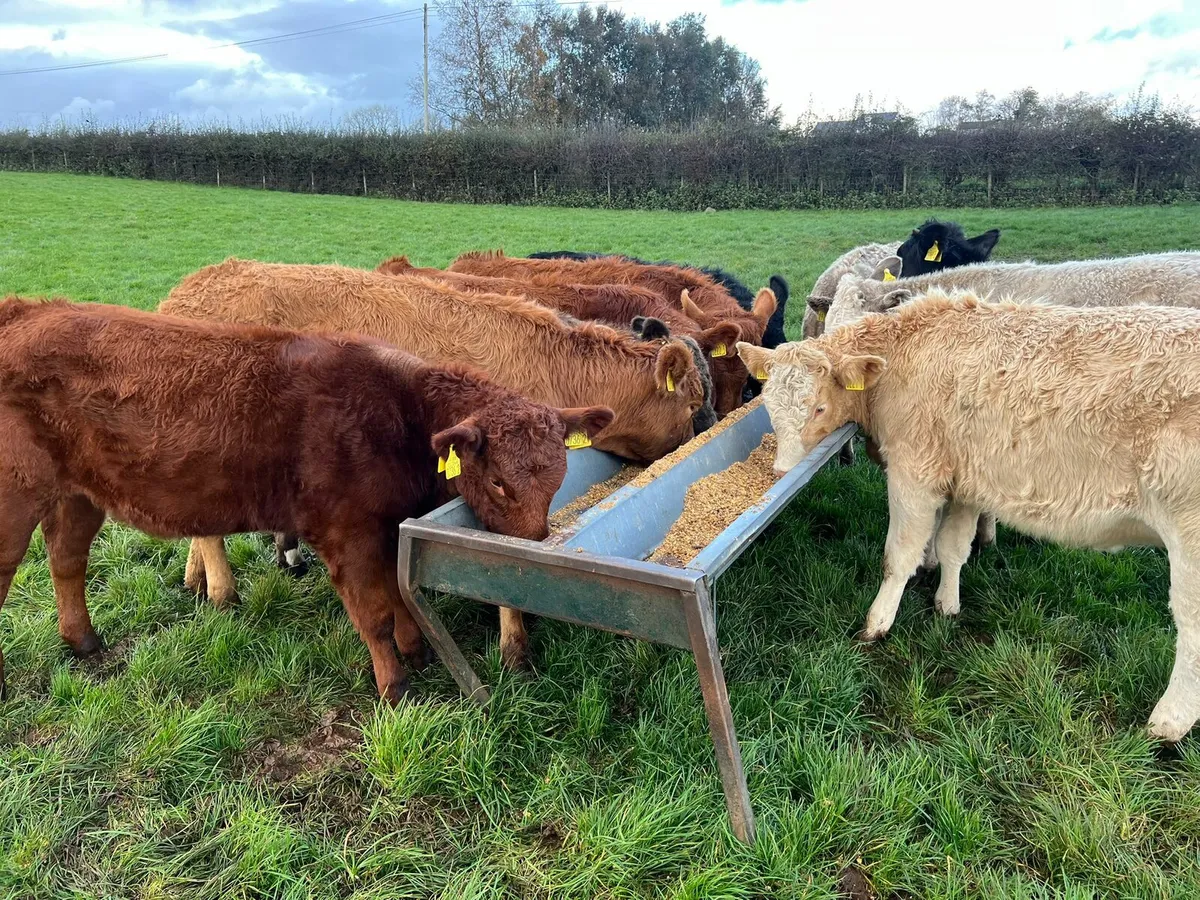 Beef Bred Heifers - Image 1