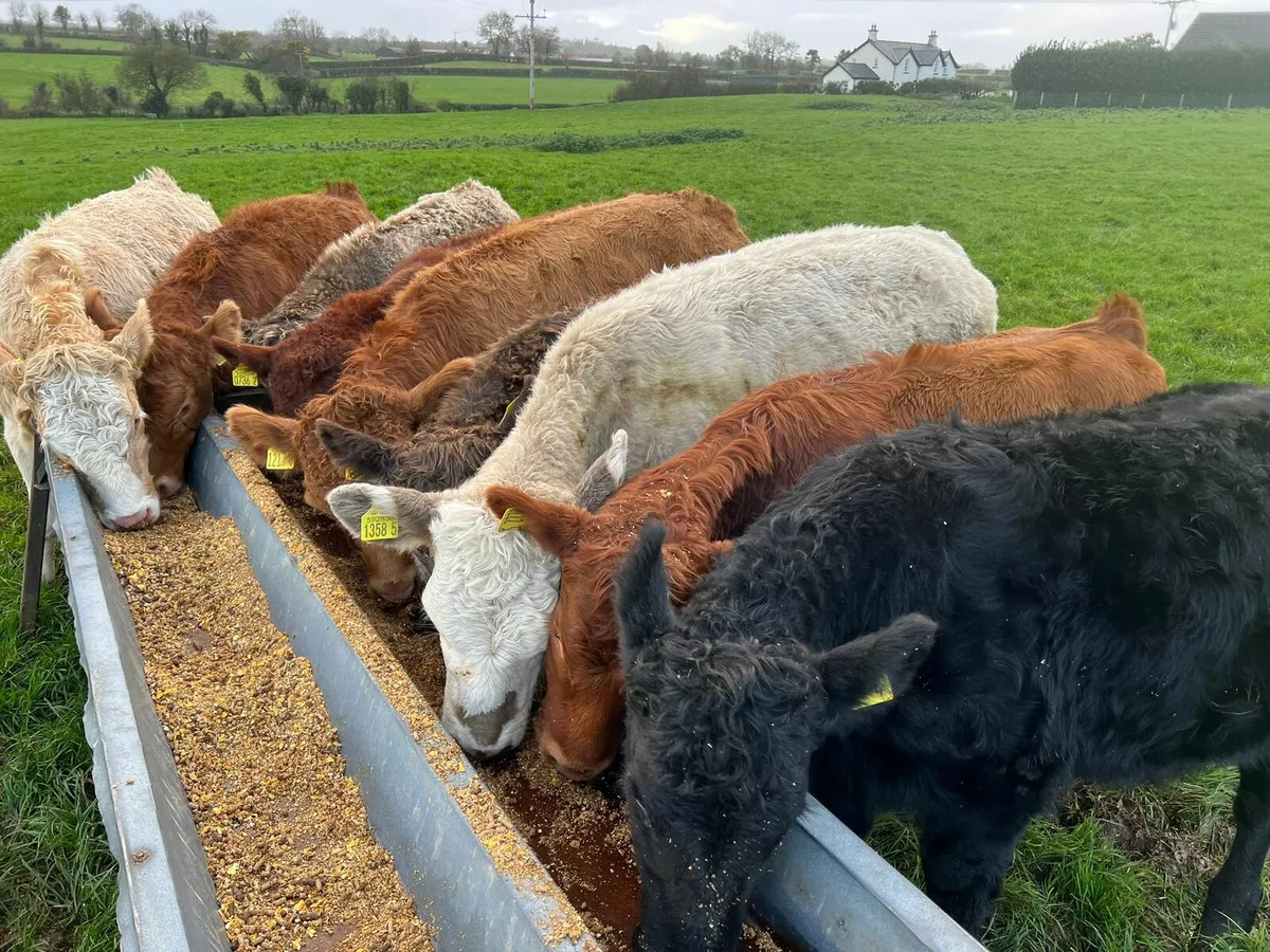 Beef Bred Heifers - Image 2