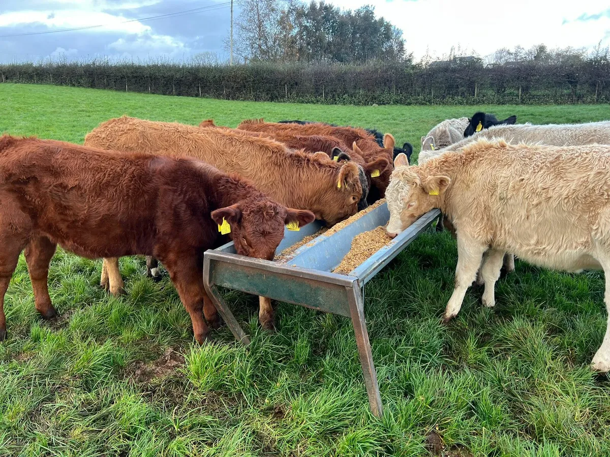 Beef Bred Heifers - Image 3