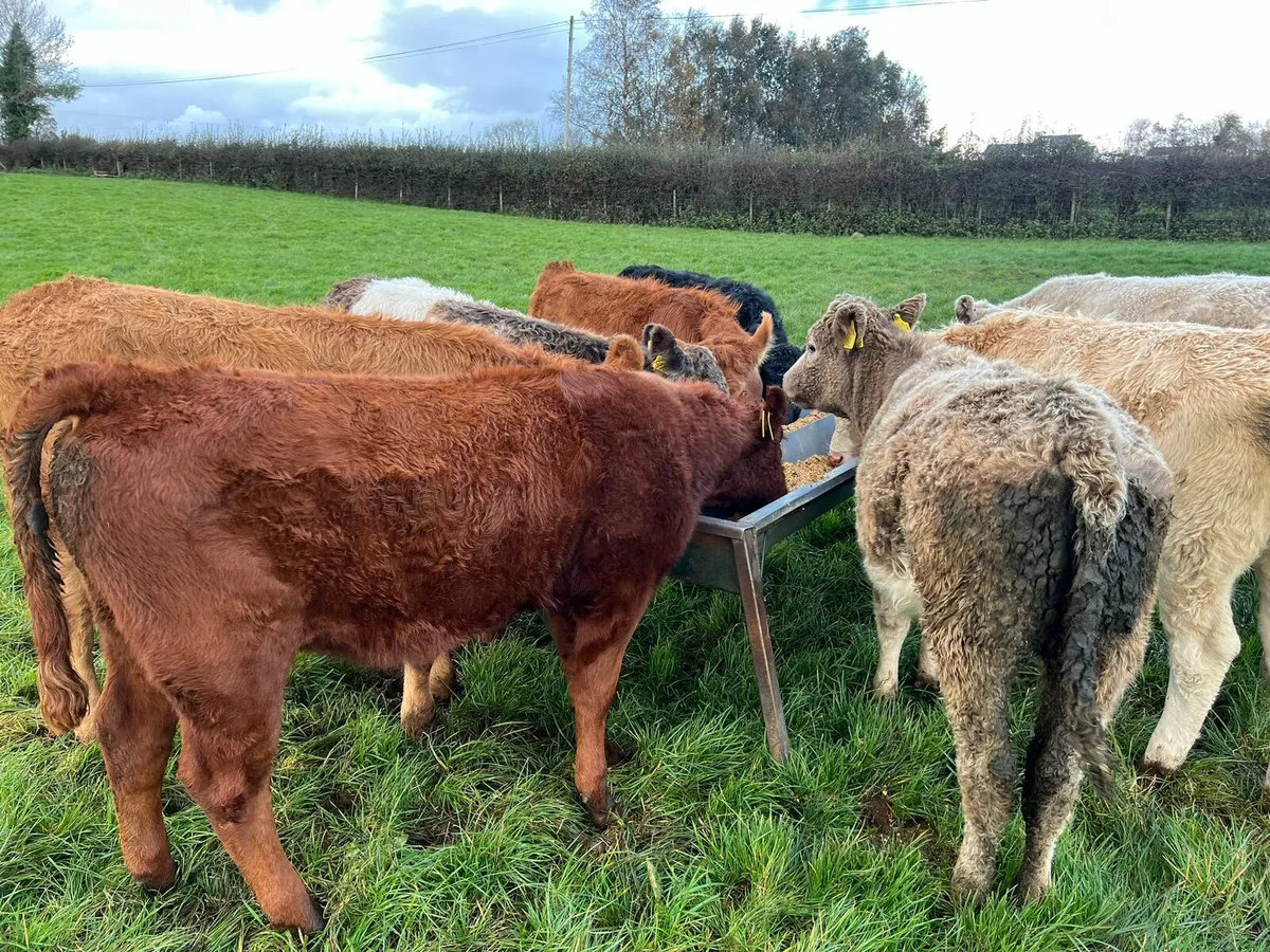 Beef Bred Heifers - Image 4