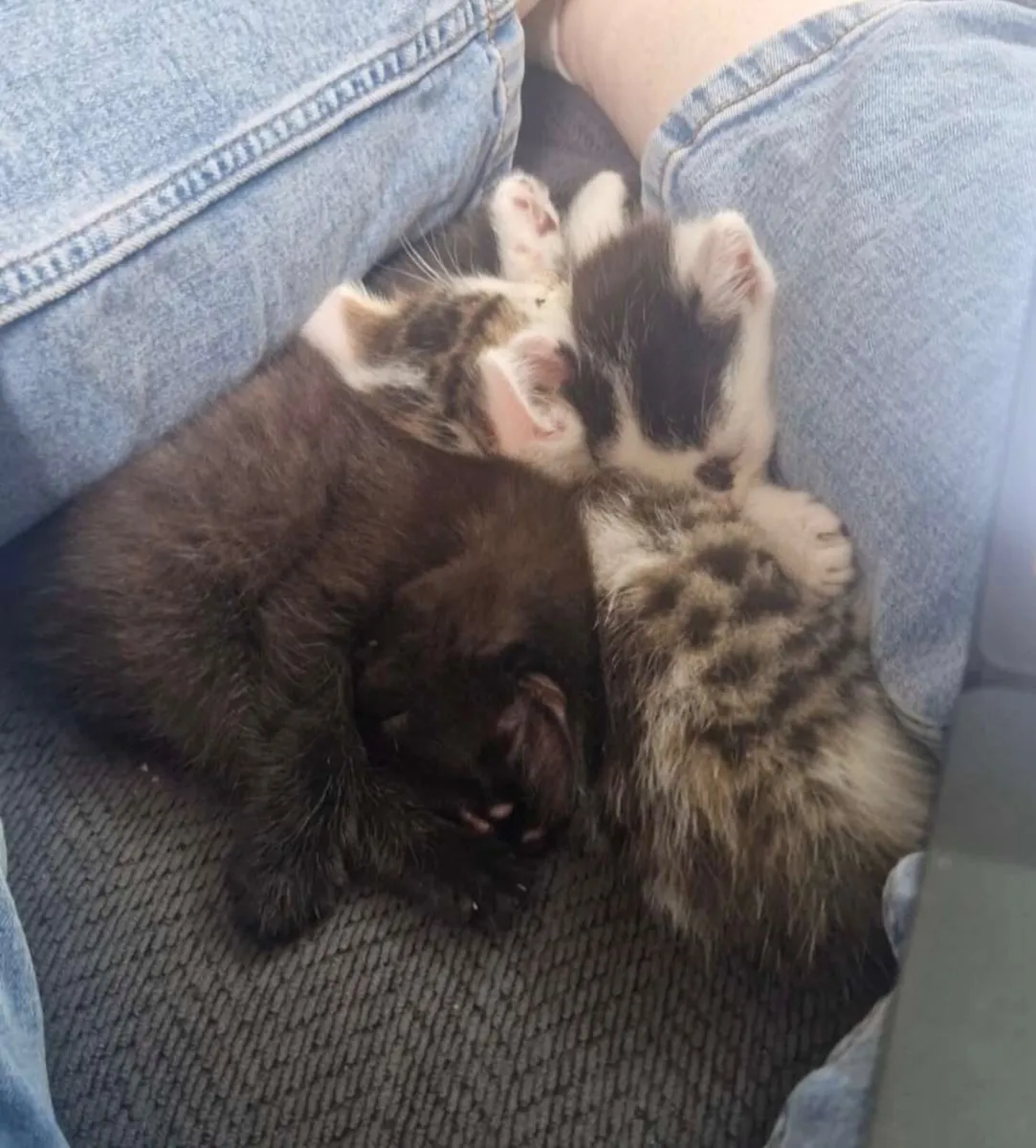 4 male 3 month old kittens - Image 1