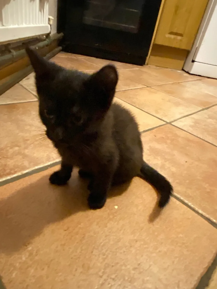 4 male 3 month old kittens - Image 2