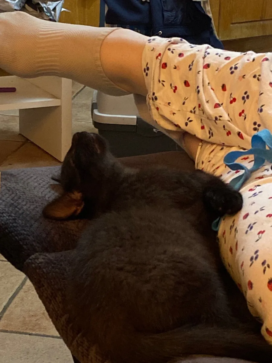 4 male 3 month old kittens - Image 3