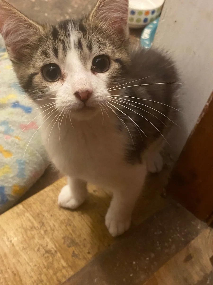 4 male 3 month old kittens - Image 4