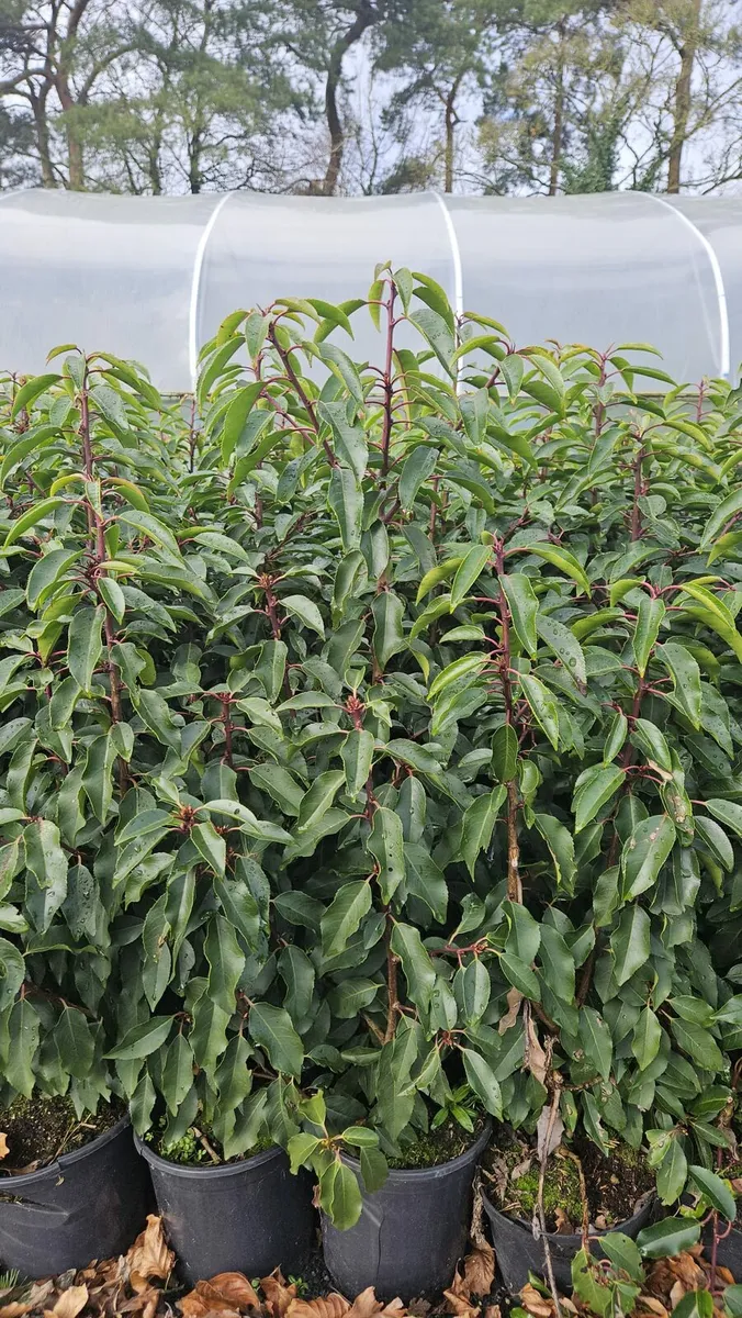 Portuguese Laurel Hedging 40-70cm 3ltr pots - Image 2