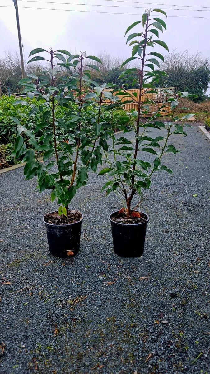 Portuguese Laurel Hedging 40-70cm 3ltr pots - Image 3