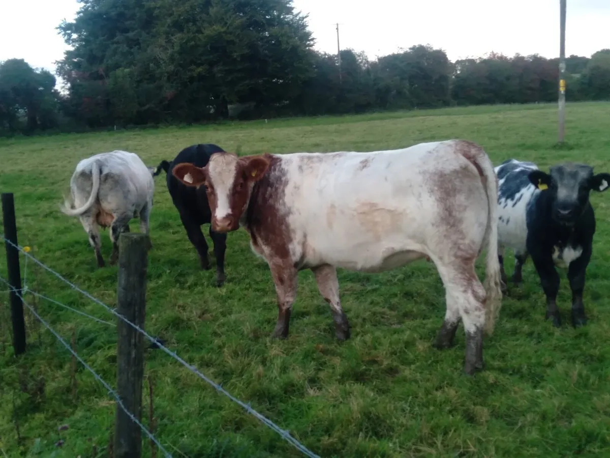 2 Belgian Blue Cross Heifers - Image 1