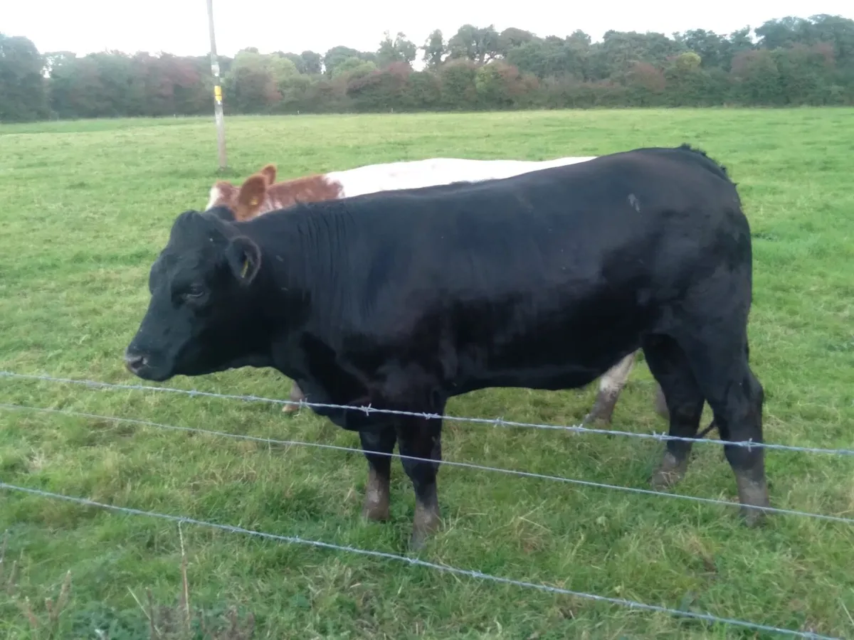 2 Belgian Blue Cross Heifers - Image 2