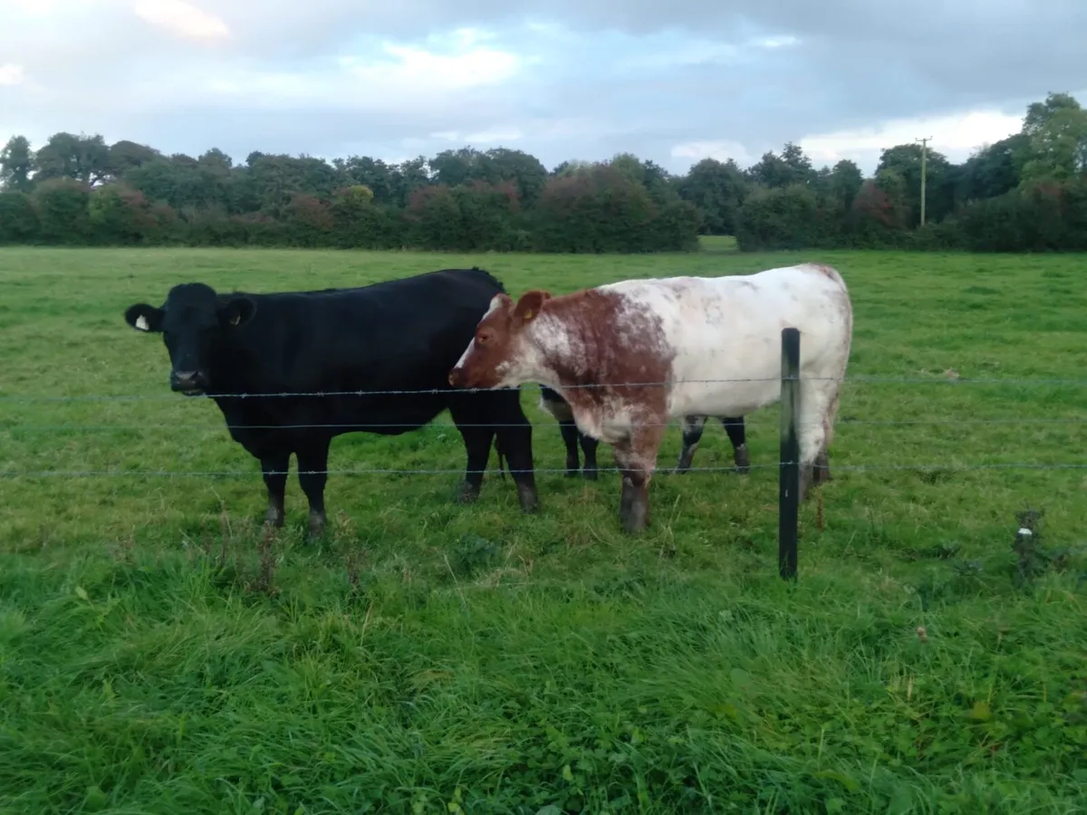 2 Belgian Blue Cross Heifers - Image 3