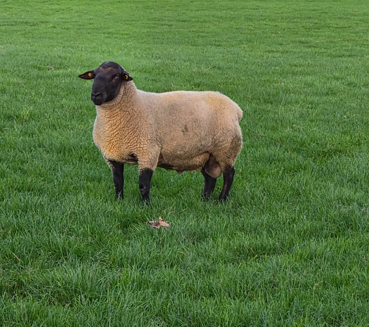 Suffolk Rams - Image 1