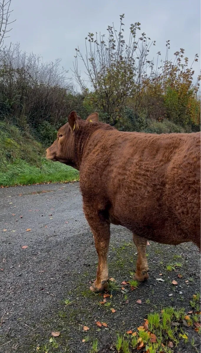 Show  Breeding heifer for sale 🔥 - Image 1