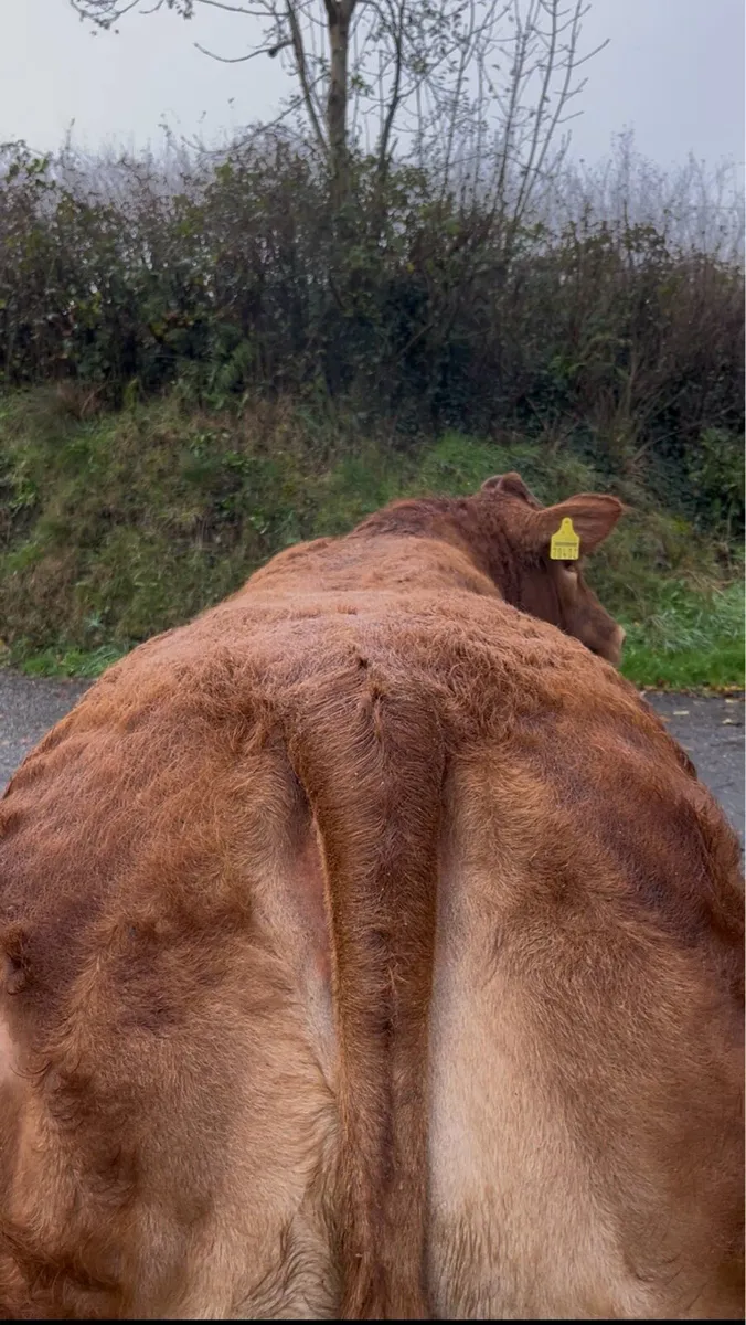 Show  Breeding heifer for sale 🔥 - Image 2