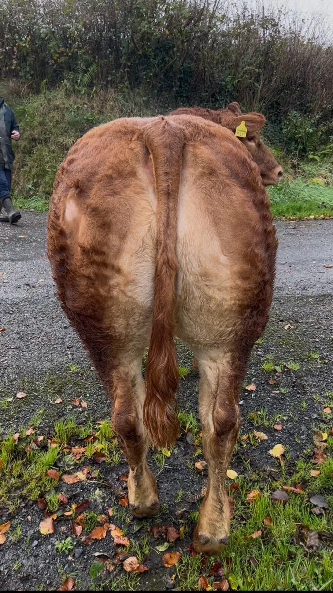 Show  Breeding heifer for sale 🔥 - Image 3