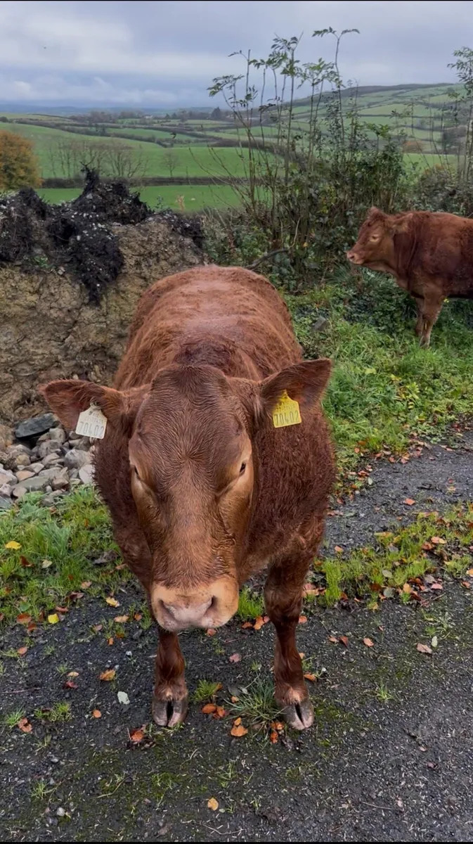 Show  Breeding heifer for sale 🔥 - Image 4