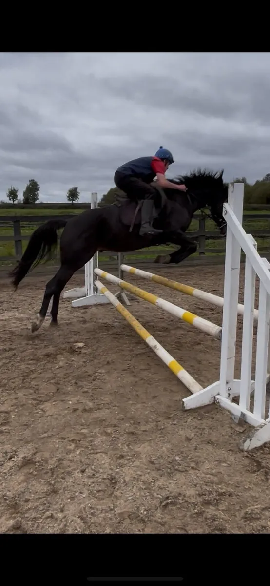 4 year old gelding tb x western overo - Image 1