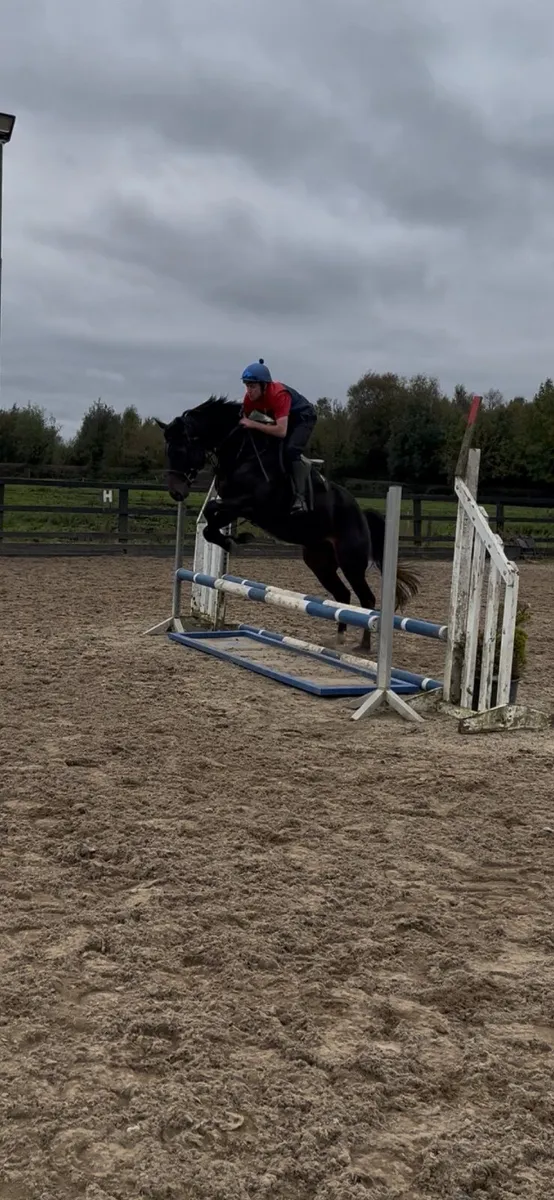 4 year old gelding tb x western overo - Image 2