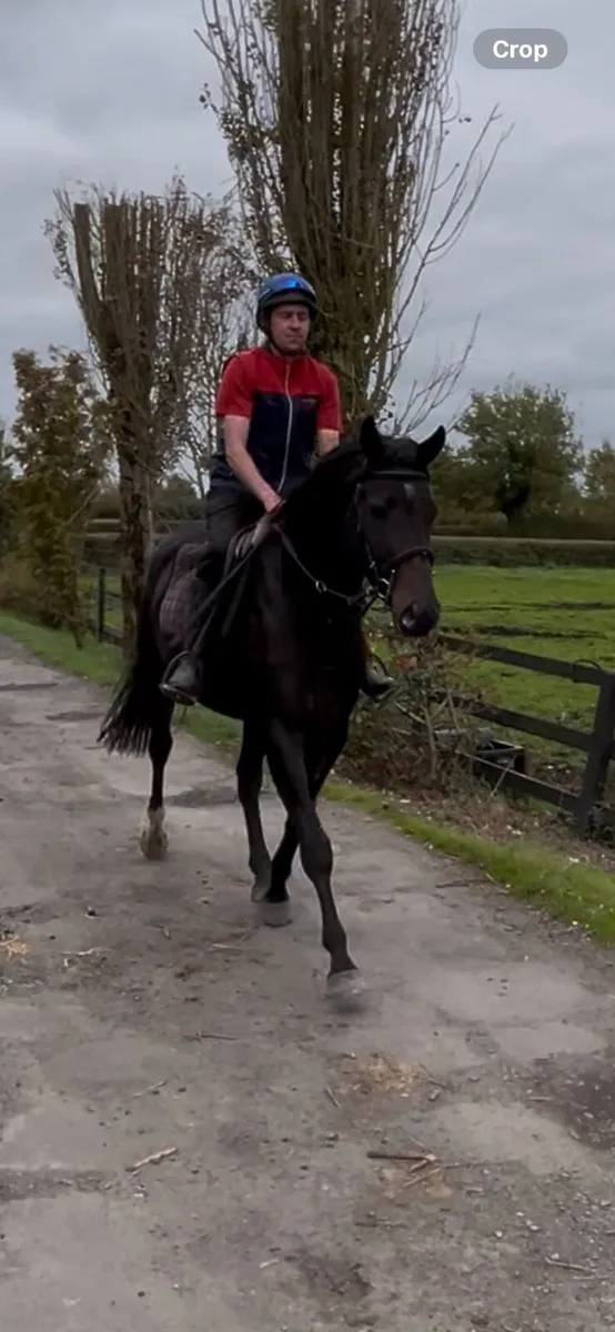 4 year old gelding tb x western overo - Image 3