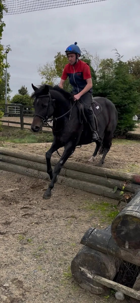 4 year old gelding tb x western overo - Image 4