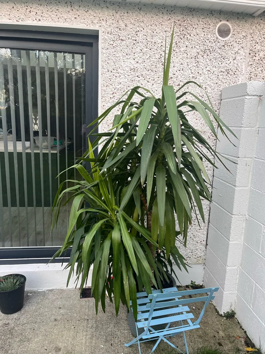 Indoor/outdoor Plant - Image 1