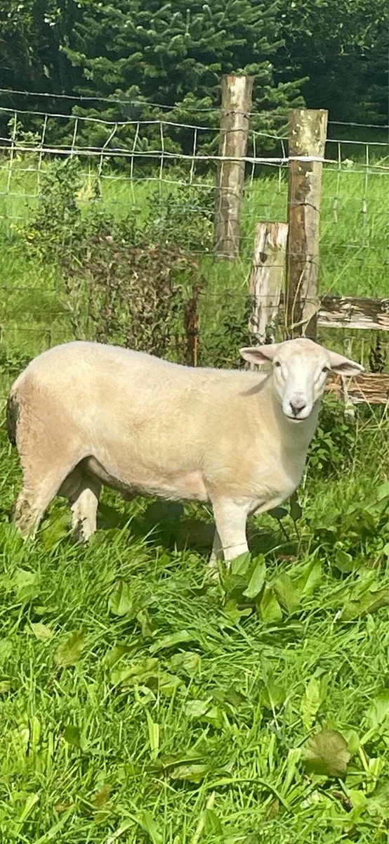 Easycare ram lambs - Image 1