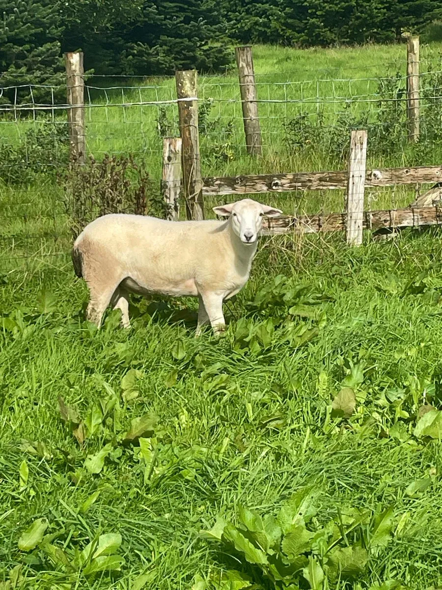 Easycare ram lambs - Image 2