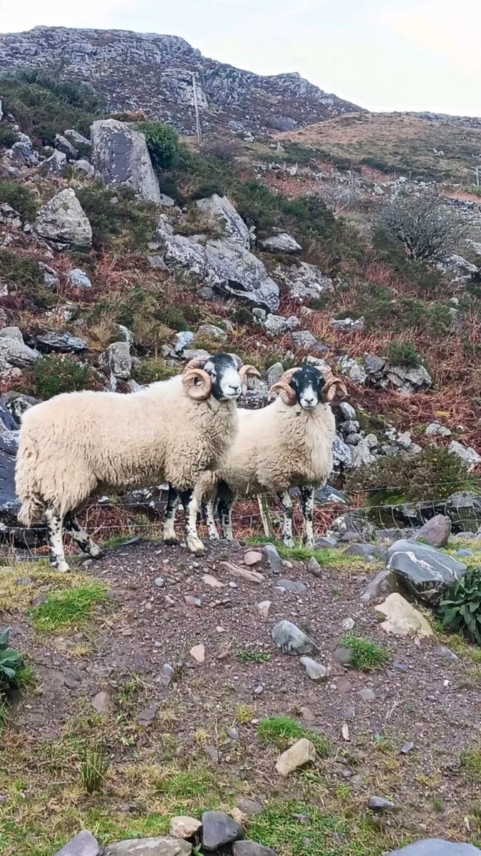Swaledale hogget rams- SIS approved. - Image 1