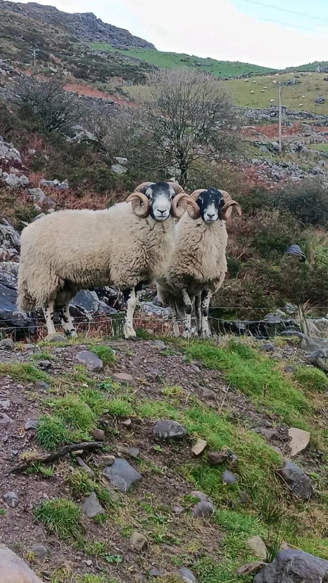 Swaledale hogget rams- SIS approved. - Image 2