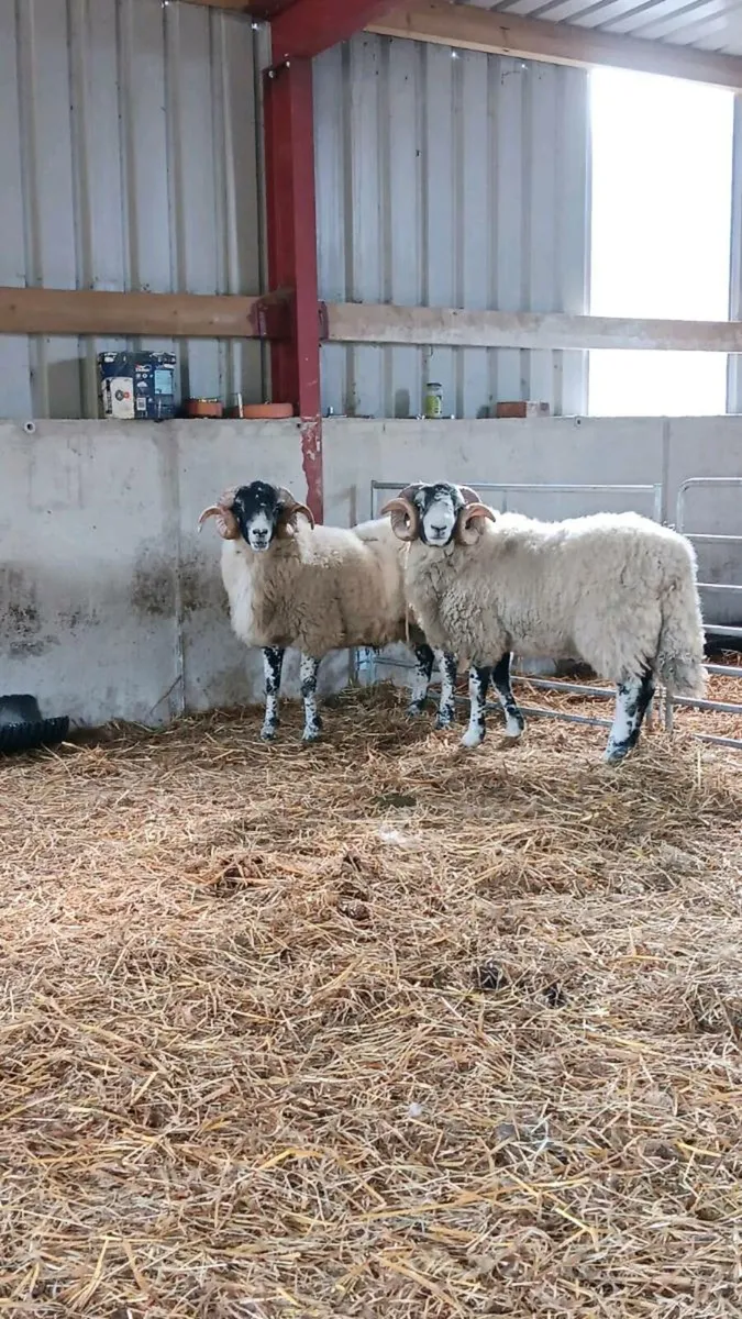 Swaledale hogget rams- SIS approved. - Image 3