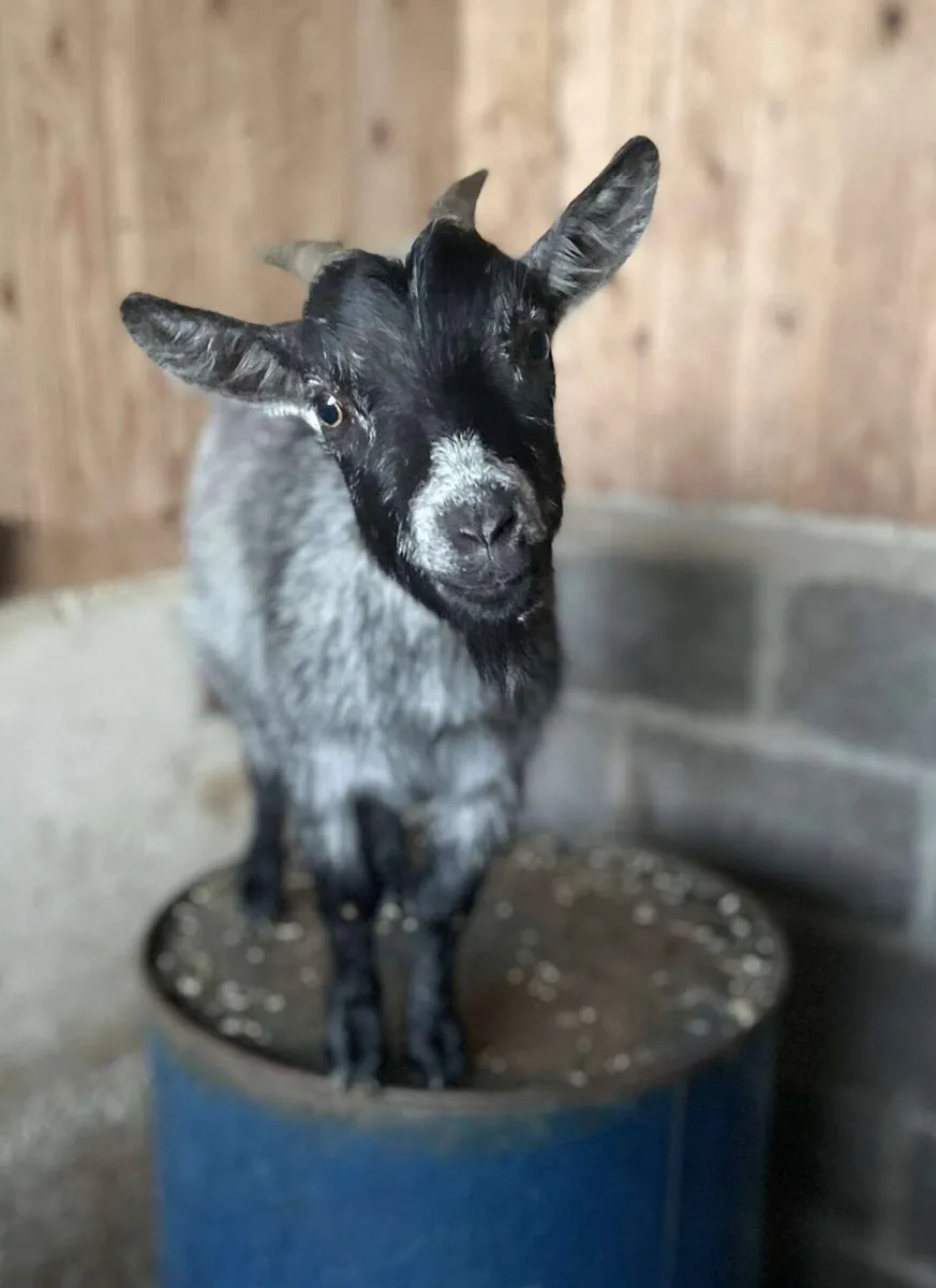 Female Pygmy Goat - Image 1