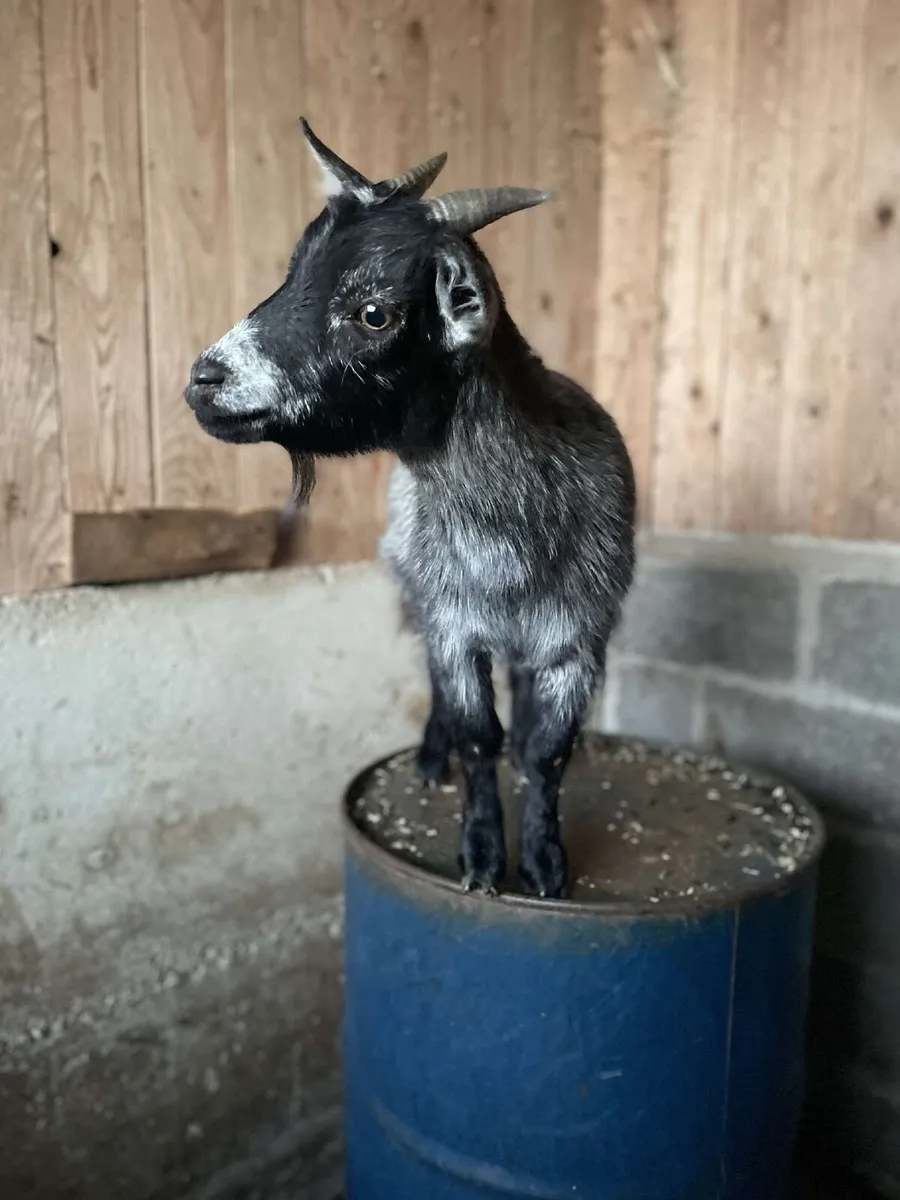 Female Pygmy Goat - Image 2
