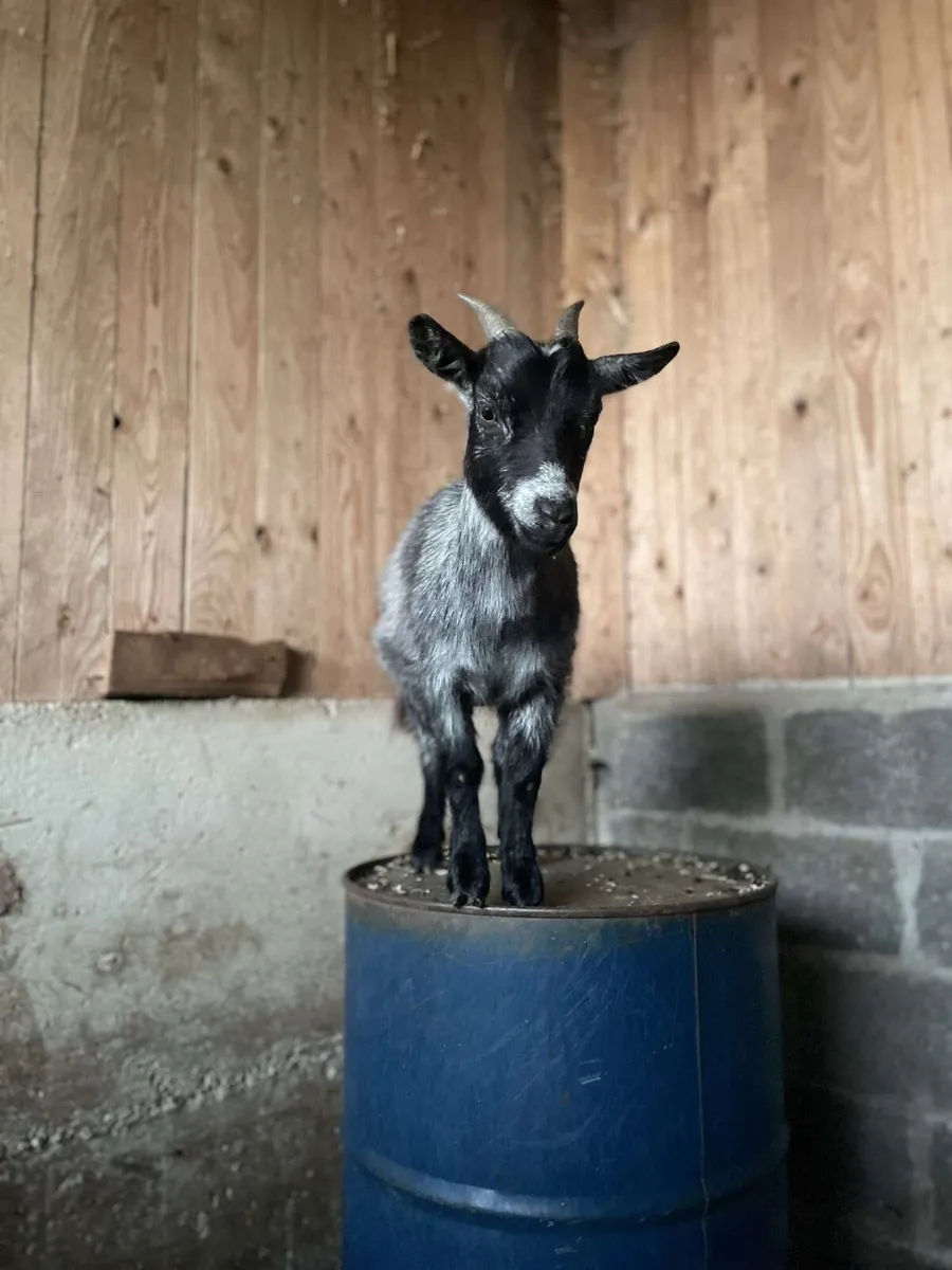 Female Pygmy Goat - Image 3