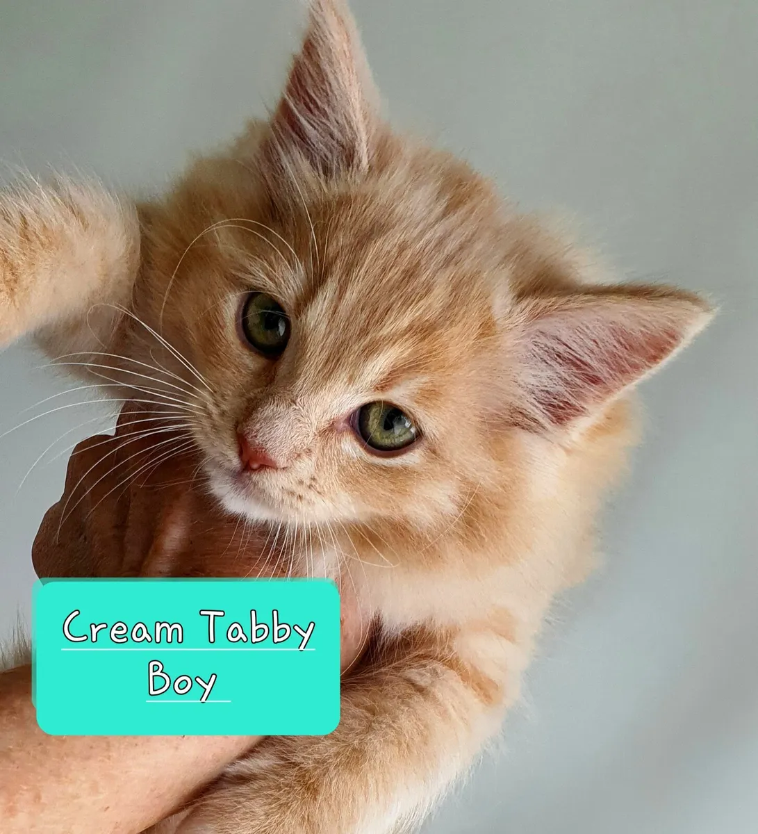 RagCoon Kittens - 84% Ragdoll & 16% Maine Coon - Image 2