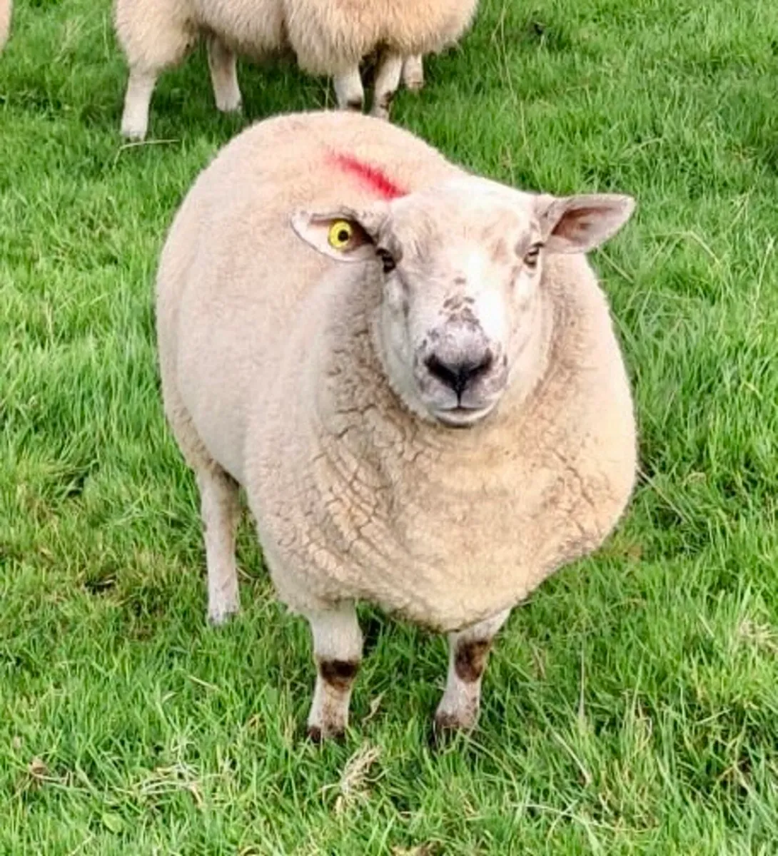 Hogget Ram
