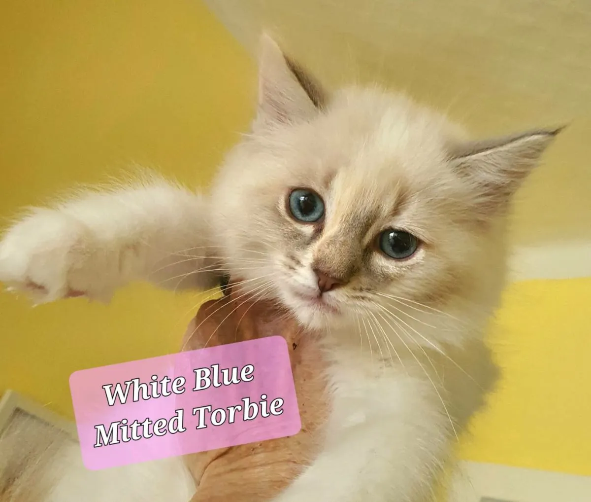 RagCoon Kittens - 84% Ragdoll & 16% Maine Coon - Image 1